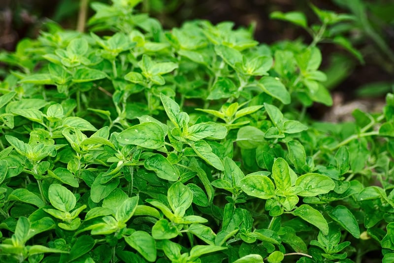 Herb Garden Design